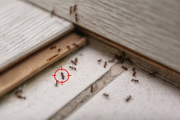 Best Affordable Pest Control Services  in Paxton, IL
