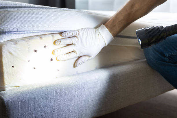 Best Local Pest Control Services  in Paxton, IL