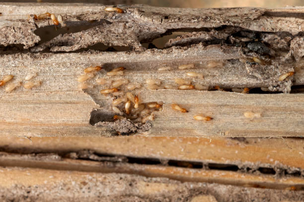 Best Exterminator Services  in Paxton, IL